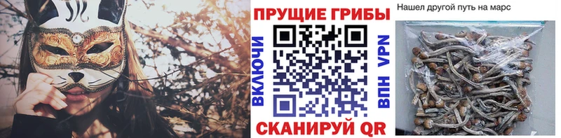 Купить закладки  Николаевск  Псилоцибиновые грибы мицелий 